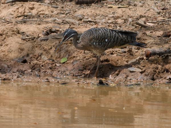 Zonneral (Eurypyga helias)